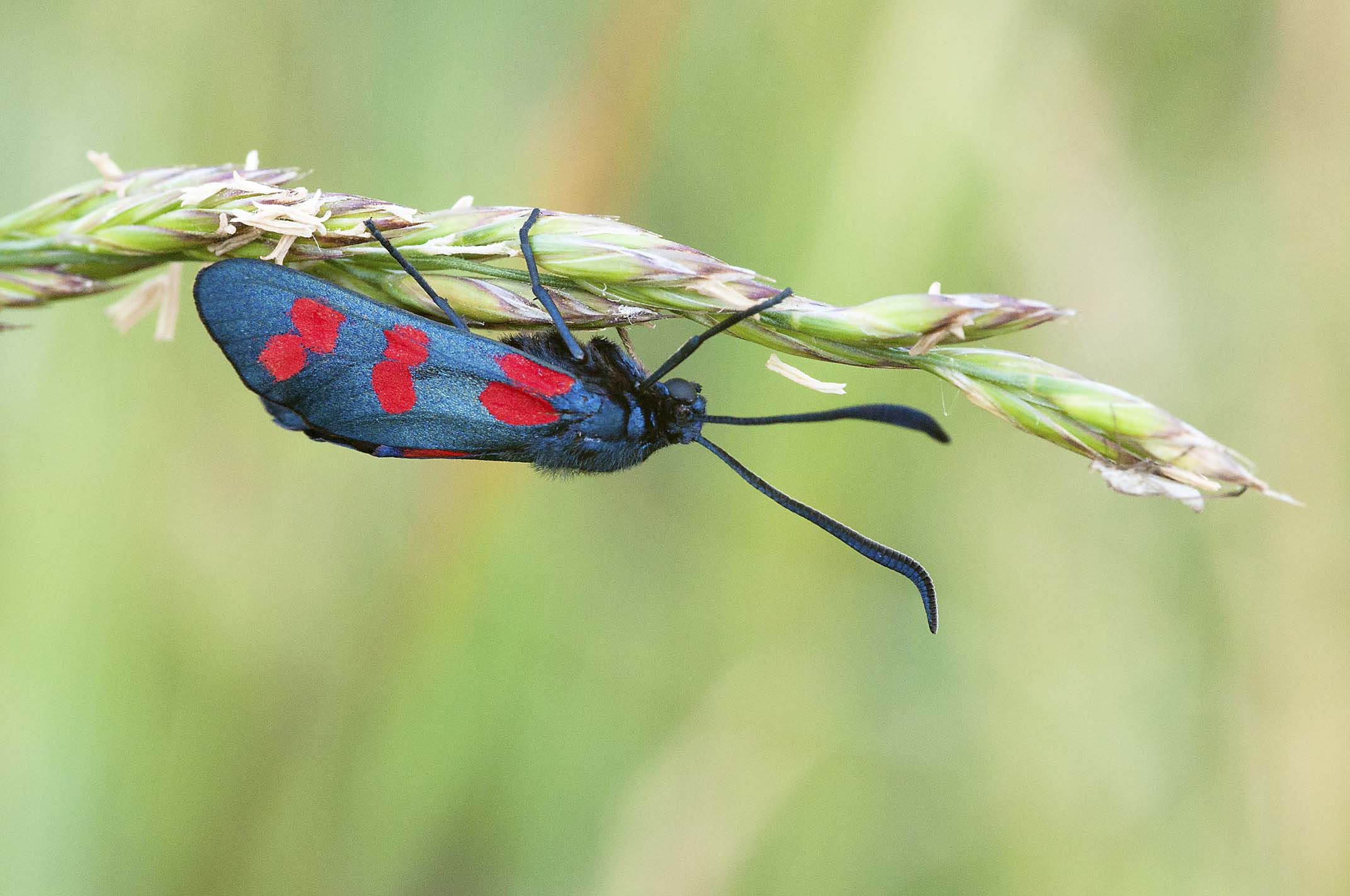 Zygaena oxytropis